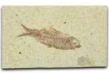 Detailed Fossil Fish (Knightia) - Wyoming #330795-1